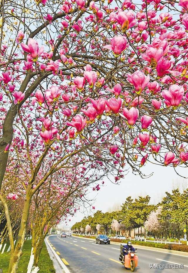 南川至两江新区高速最新消息,南川至两江新区高速最新消息深度解析