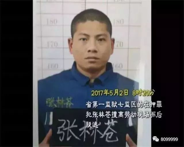 越狱犯张林苍最新消息,越狱犯张林苍的最新消息，追踪与反思