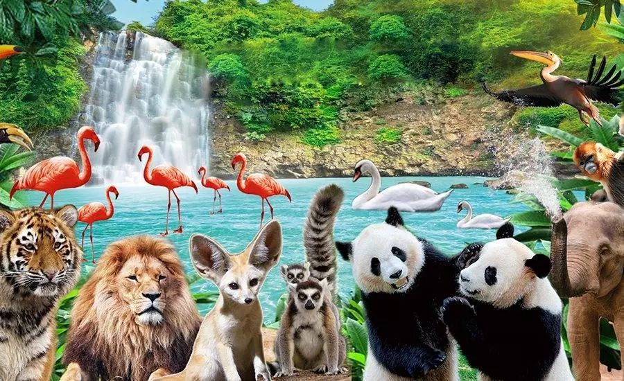 深圳野生动物园攻略(最新整理),最新整理深圳野生动物园攻略