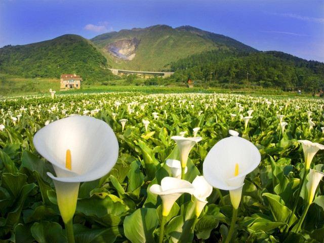 白小姐精准免费四肖,白小姐精准免费四肖，揭秘背后的秘密与真相